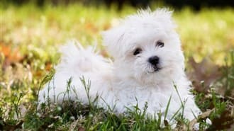maltese-puppy-8-weeks-old